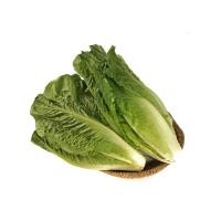 ราคา สดใหม่จากฟาร์มทุกวัน ผักกาดคอสสด สลัดคอสสด กรีนคอส ผักกาดโรแมน 500 g ราคา ถูก ส่ง (20894149653)