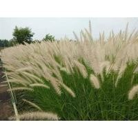 ราคา หญ้าน้ำพุสีขาว 5แถม2 10แถม5 (12457340626)