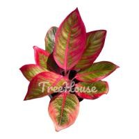 ราคา ลิปสติก Aglaonema sp lipstick กระถาง 6 นิ้ว (20703400916)
