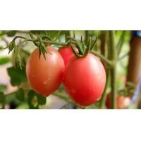 ราคา เมล็ดพันธุ์ มะเขือเทศสีดา มะเขือเทศส้มตำ ตัวเลือก 10 1000 เมล็ด 10 เเถม 1 คละได้ (17058525615)