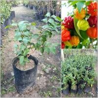 ราคา ต้นมะยมแดง Surinam cherry มะยมฝรั่ง เชอร์รี่สเปน เป็นไม้มงคล นิยมปลูกไว้ในบริเวณบ้าน (11280916078)