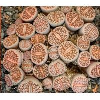 ราคา 10 เมล็ด ไลทอป กระบองเพชร ไม้อวบน้ำ กุหลาบหิน แคคตัส Living Stones Lithops สายพันธุ์ julii C064 (19904972036)