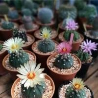 ราคา 30 เมล็ด แอสโตรไฟตัม Astrophytum เมล็ดกระบองเพชร แคคตัส (9126453046)