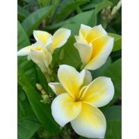 ราคา ต้นลีลาวดี พันธุ์ขาวฮาวาย ดอกสีขาวใส่เหลือง ต้นลีลาวดีแคระ Plumeria ออกดอกเป็นช่อ ดอกสีเหลือง กลิ่นดอกหอมมากๆต้นเตี้ย ออกดอกเป็นช่อพวงใหญ่ ต้นโตเต็มที่ 1 5 เมตร จัดส่งในกระถาง 10 นิ้ว ต้นสวย สูง 50 ซม