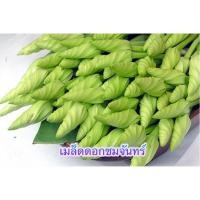 ราคา เมล็ดพันธ์ุ ดอกชมจันทร์ เมล็ดดอกชมจันทร์ 40 เมล็ด 10เเถม 1คละได้ (8787028579)