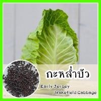 ราคา พร้อมส่ง รหัส 060 เมล็ดพันธุ์แท้ OP แท้ กะหล่ำบัว ห่อสวย เหมือนพนมมือ Early Jersey Wakefield Cabbage เมล็ดพันธุืพืช เมล็ดกะหล่ำ (7468813000)