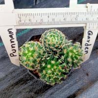 ราคา แมมขนนกเหลือง Mammillaria Schiedeana ไม้เมล็ด ขนาด 3 4 ซม ต้นกระบองเพชร ต้นแคคตัส แคคตัส กระบองเพชร (20325387297)