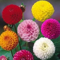 ราคา 1 เหง้า ชุุด รักเร่ Dahlia Bulb สายพันธุ์ Pompon หัวรักเร่ ดอกไม้ ดอกรักเร่ เหง้า นำเข้า ยุโรป หัวสดใหม่ ผ่านการแช่เย็นแล้ว (8668243891)