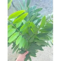 ราคา ใบขี้เหล็กสด ใบขี้เหล็กมีแคลเซียมและฟอสฟอรัสสูง ช่วยเสริมสร้างกระดูกและฟันให้แข็งแรง 1 กก 100 บาท (19163893151)