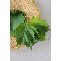 ราคา เมล็ด พันธุ์ เมล็ดพันธุ์ชิโสะ ใบงาเกาหลีเขียวโอบะ Green Shiso เมล็ดใบงาเกาหลี 50 120 เมล็ด ซื้อ 10 แถม1คละได้ (17050603473)