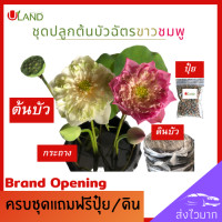 ราคา Uland ชุดปลูกต้นบัวฉัตรคู่ขาวชมพู ต้นบัว บัวฉัตรชมพู บัวฉัตรขาว บัวฉัตร ดอกบัวชมพู บัวหลวง บัวไหว้พระ สวนบัว (9825457752)