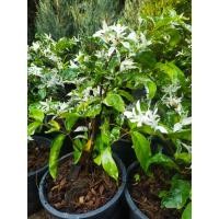 ราคา ต้นโมกใบด่าง ไม้ประดับ (12918658691)