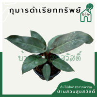 ราคา กุมารดำเรียกทรัพย์ มาในกระถาง (12823962392)