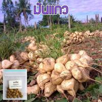 ราคา เมล็ดพันธุ์ มันแกวตะเภา มันแกวกินสด มันแกว 50 เมล็ด 10 แถม 1 คละได้ (20772246524)