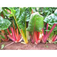 ราคา บีท สวิสชาร์ด มิกซ์สตาร์ ผักสลัด Beet Swiss Chard Mix Star 20 เมล็ด 10 แถม 1 คละได้ (20768127508)