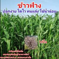 ราคา เมล็ดหญ้าข้าวฟ่าง 1กก รับประกันการงอก ข้าวฟ่างเลี้ยงสัต์ว ธัญพืชเลี้ยงสัตว์ เกรียงศักดิ์เมล็ดและท่อนพันธุ์หญ้าอาหารสัตว์ (9855737755)