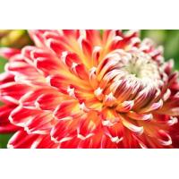 ราคา 1 เหง้า ชุุด รักเร่ Dahlia Bulb สายพันธุ์ Akita หัวรักเร่ ดอกไม้ ดอกรักเร่ เหง้า นำเข้า ยุโรป หัวสดใหม่ ผ่านการแช่เย็นแล้ว (8683774088)