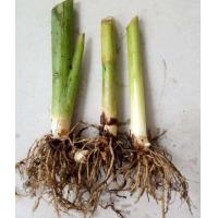 ราคา พุทธรักษา 15สีให้เลือก ตัดใบล้างราก ไม้มงคล หน่อ เหง้า ต้นพุทธรักษา พุทธรักษา (12956305487)