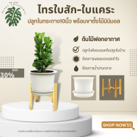 ราคา ไทรใบสัก ใบแคระ สูง40 80ซม ปลูกในกระถาง10นิ้วพร้อมชุดขาตั้ง แต่งบ้านแต่งห้องนอนออฟฟิต ส่งทั้งกระถาง ช่วยฟอกอากาศภายในห้อง (14434063666)