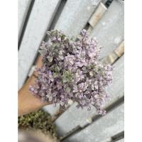 ราคา ต้นริบบิ้นชาลี สายพันธุ์นำเข้า กระถางเหลี่ยม สีสด (17340927144)