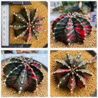 ราคา ยิมโนด่างไม้เมล็ด ชุดคัดเกรด ยิมโนด่าง ไม้เมล็ด กระบองเพชร แคคตัส (20284597500)