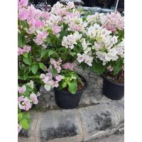 ราคา ต้นเฟื่องฟ้า แฟนตาซี ดอกสีขาวชมพู ไอศครีม ส่งพร้อมกระถาง10นิ้ว (14059784159)