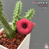 ราคา เก๋งจีน Huernia Pinkeye แคคตัส กระบองเพชร cactus succulent (13627146541)