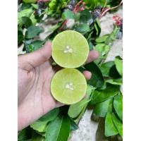 ราคา กิ่งมะนาวแป้นพวงบ้านแพ้ว ชุด 20กิ่ง (18287572030)