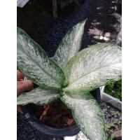 ราคา ต้นอุดมทรัพย์ ทำให้ผู้ปลูกมีเงิน ร่ำรวยเงินทองและมีบารมีทรัพย์สิน อุดมไปด้วยทรัพย์ กระถาง 5นิ้ว 180 บาท (8887527789)