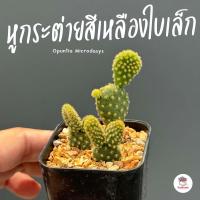 ราคา หูกระต่ายสีเหลืองใบเล็ก Opuntia Microdasys ไม้อวบน้ำ กุหลาบหิน cactus succulent (4783650135)