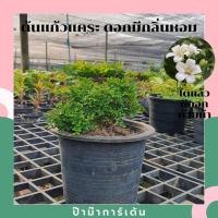 ราคา ต้นแก้วแคระ แก้วแคระมหามงคล ไม้แดด เมื่อโตขึ้นจะออกดอกตอนเช้า มีกลิ่นหอม (17345809976)
