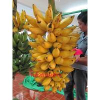 ราคา ต้นกล้วย พันธุ์ กล้วยนมสาว หน่อกล้วย พร้อมปลูกลงดินได้เลย จัดส่งพร้อมถุง 6 นิ้ว ลำต้นสูง 30 50 ซม (20987392136)