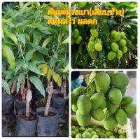 ราคา ต้นมะม่วงเบา เสียบข้าง ต้นมะม่วงเบาใต้แท้100 ติดผลใว ลูกดก ติดผลตลอดปี ต้นสูง 60 70 เซน 1ต้น (16202035400)