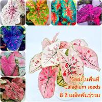 ราคา บอนสี 100เมล็ด Mixed Colors Caladium Seeds ต้นไม้มงคลสวยๆบอนสีแปลกๆ เมล็ดบอนสีแท้ บอนสีหายากสวยๆ หญ้าเทียม เมล็ดบอนสีสวยๆ ต้นบอนสีแปลกๆ ต้นไม้ใบด่าง หัวบอนสี เมล็ดดอกไม้สวย ต้นไม้ฟอกอากาศ บอนสีชายชล เ