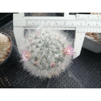 ราคา แมมขนแมว Mammillaria bocasana ไม้เมล็ด ขนาด 3 7 ซม ต้นกระบองเพชร ต้นแคคตัส แคคตัส กระบองเพชร (17433939086)