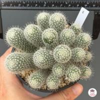ราคา เข็มเงิน ฟอร์มกอ Mammillaria geminispina แคคตัส กระบองเพชร cactus succulent (7890096686)