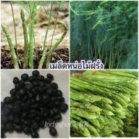 ราคา หน่อไม้ ฝรั่ง เมล็ดพันธุ์ หน่อไม้ฝรั่ง 15 40 เมล็ด ปลูกง่าย โตเร็ว ซื้อ10 แถม 1 คละได้ (19602319282)