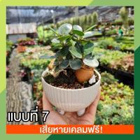 ราคา สวนถาดไม้มงคล ต้นไม้มงคล ไม้ดัด สวนถาด ต้นไม้จิ๋ว ตกแต่งบ้าน คอนโด ห้องนอน เสริมฮวงจุ้ย ช่วยเสริมสิริมงคลให้กับชีวิต (14229104287)