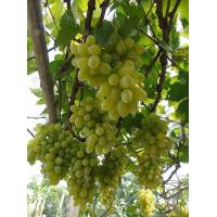 ราคา ต้นกล้าองุ่น พันธุ์ รูทเพอเรท Loose Perlette ลำต้นสูง 70 80 ซม ผลสีเขียว ทรงกลมๆ สีเขียว ไร้เมล็ด หวาน กรอบ อร่อย กลิ่นหอม แบบต้นตอติดตาจัดส่งพร้อมถุง 8 นิ้ว (20977466738)