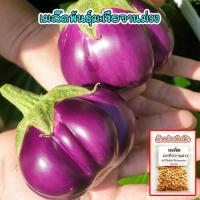 ราคา เมล็ดพันธุ์ มะเขือ จานม่วง มะเขือเปราะจานสีม่วง 40 100 เมล็ด ปลูกง่าย ทานอร่อย ซื้อ 10 แถม 1 คละได้ (17800141016)