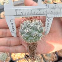 ราคา แมมชูแมน Mammillaria Schumannii ไม้เมล็ด ขนาด 4 5 ซม ต้นกระบองเพชร ต้นแคคตัส แคคตัส กระบองเพชร (21170071597)