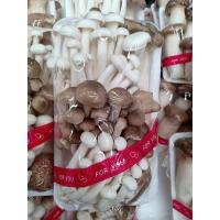 ราคา ใหม่สด จากฟาร์ม เห็ดแพค เห็ดหอมสด เห็ดออรินจิ เห็ดชิเมจิขาว เห็ดชิเมจิดำ เห็เข็มทอง ราคา ถูก ส่ง (20927552989)