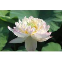 ราคา 4 เมล็ดพันธุ์ดอกบัว บัวสาย บัวหลวง พันธุ์นอก สายพันธุ์ Buddha Seat Lotus 13 สีชมพู ขาว อ่อนหวาน ปลูกประดับโต๊ะทำงาน เลี้ยงบัวในบ้าน Lotus Flower Plant Seeds (19316869648)