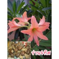 ราคา หัวว่าน 4ทิศ สีโอรส ว่านน้ำโชคมหาเสน่ห์ (4620092184)