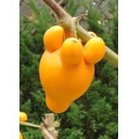 ราคา เมล็ดพันธุ์มะเขือการ์ตูน มะเขือมิกกี้เม้าส์ มะเขือนมแพะ ปลูกเพื่อความสวยงาม จัดซุ้มดอกไม้ จัดแต่งแจกัน สวยงาม40เม็ด 25 บาท (7684995493)