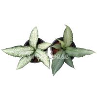 ราคา อุดมทรัพย์ 2 ลาย กระถาง 8 นิ้ว (20716316393)