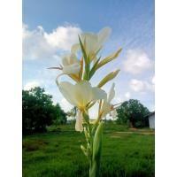 ราคา พุทธรักษา 15สีให้เลือก ตัดใบล้างราก ไม้มงคล หน่อ เหง้า ต้นพุทธรักษา พุทธรักษา (12956305485)