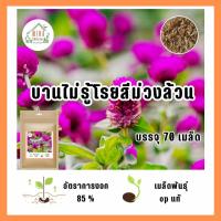 ราคา เมล็ดพันธุ์ ดอกบานไม่รู้โรยสีม่วง บรรจุ 70 เมล็ด (21118944776)