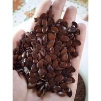 ราคา เมล็ดพันธุ์กระถินยักย์ ปริมาณ 20 กรัม 10 บาท ปลูกง่ายโตเร็ว เหมาะกับปลูกให้แพะ แกะ วัว ควาย จัดส่ง ทุกวัน วิธีเพราะปลูก ว่ายกับดินซุ่มๆ ได้เลย หรือปลูกเป็นเสารั่วได้ (10993166024)