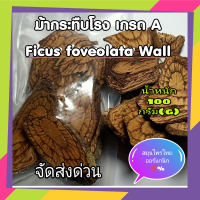 ราคา สมุนไพร ม้ากระทืบโรง เกรดA แผ่นใหญ่ สดใหม่ เถาใหญ่ 100 กรัม ราคาพิเศษ รับประกันคุณภาพ Ficus foveolata Wall 100 Gram (12366540733)